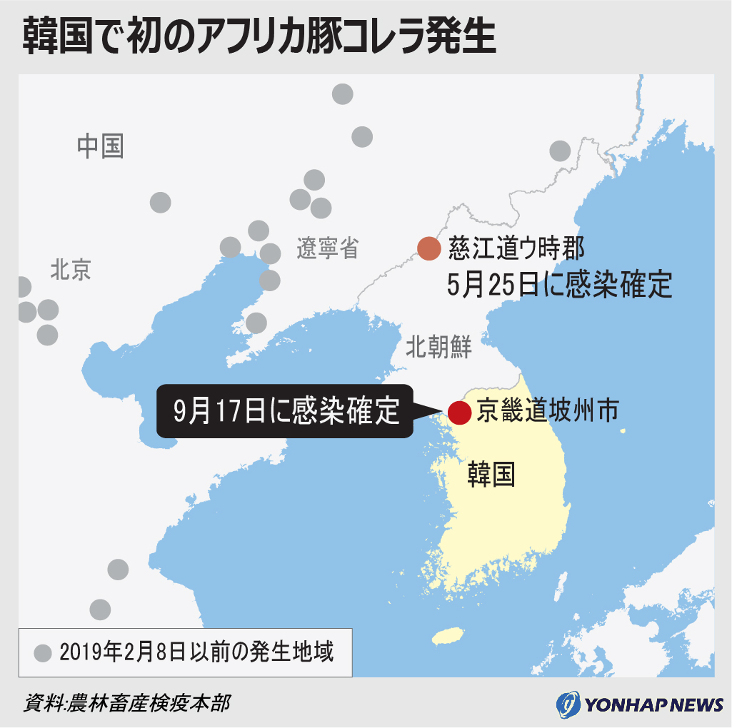 韓国で初めてアフリカ豚コレラ発生 韓国で初めてアフリカ豚コレラ発生