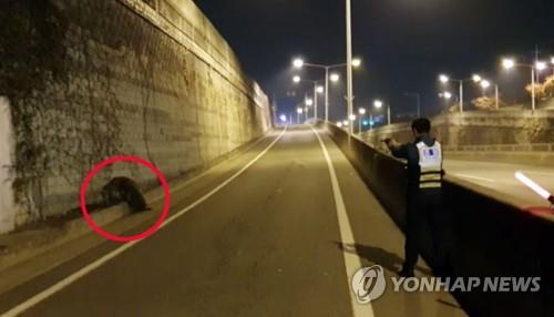 This photo provided by the Gwangju Fire and Safety Headquarters shows a police officer shooting at a wild boar in Gwangju, a metropolitan city in southwestern South Korea, on Oct. 25, 2019. (PHOTO NOT FOR SALE) (Yonhap)