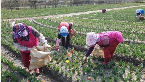 This file photo, provided by the southwestern county of Shinan, shows residents cutting off tulip flowers after a decision to cancel its annual blossom festival was announced in 2020. (PHOTO NOT FOR SALE) (Yonhap)