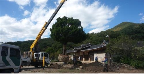 명성황후 시해 120주년…계룡산 일본산 향나무 제거 - 2