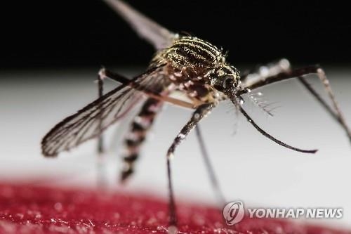 온난화가 지카바이러스 창궐 주범?…"고온현상이 전파 부추겨" - 2