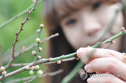 전북 주말까지 봄 처럼 포근…최고기온 16도 - 2