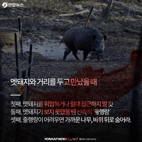 <카드뉴스> '위험한 침입자' 멧돼지가 몰려온다 - 10