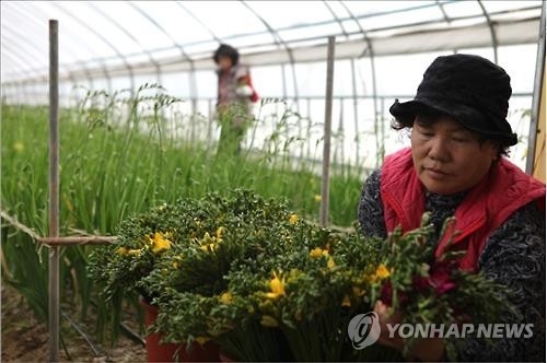 당진 프리지어 일본서 인기…29일까지 31만본 수출 - 2