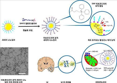"나노입자 항산화제, 생쥐 알츠하이머 치료 효과" - 2