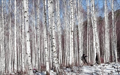 <길따라 멋따라> '순백의 세상' 인제 자작나무 숲 - 2