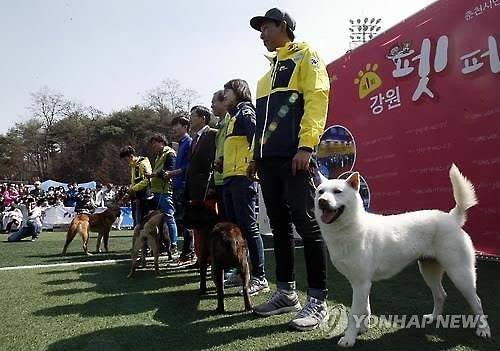 춘천서 반려동물 문화축제 '강원 펫 페스티벌' - 2