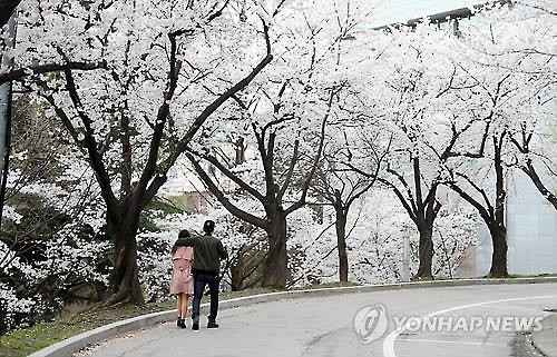 "봄봄봄 봄이 왔네요…사랑이 꽃피는 계절"<빅데이터> - 2