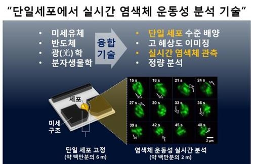 유전정보 간직한 '염색체' 분석 기술 개발 - 3