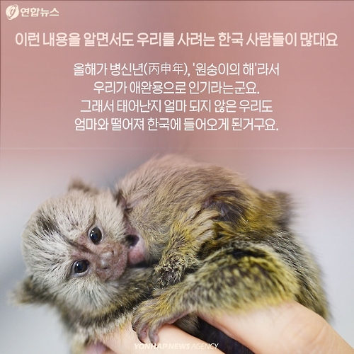 <카드뉴스> 밀매직전 구출된 아기 원숭이 이야기 - 7