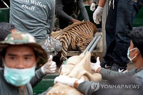 드러나는 '호랑이사원'의 그림자…죽은 호랑이 새끼 40마리 발견 - 3