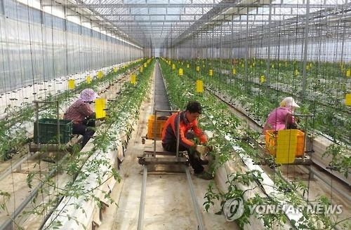 방울토마토 생산비…인건비·광열비 절감이 관건 - 2