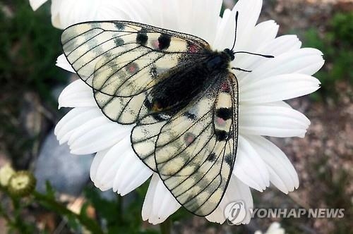 강원 폐광지역에 멸종 위기종 방류…서식지 복원 추진 - 2