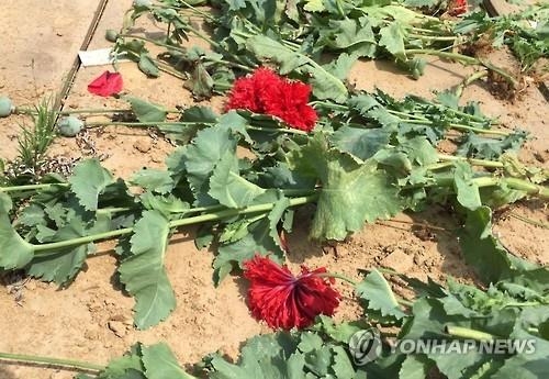강변도로에 마약 양귀비 꽃길 만든 안동시 - 3
