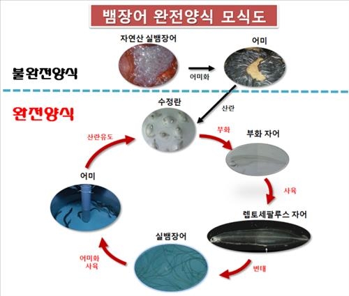 뱀장어 완전양식 기술 개발…세계에서 두번째 - 2
