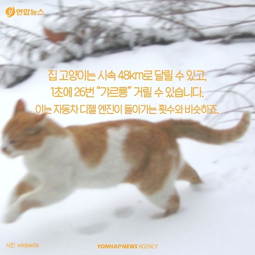 <카드뉴스> 고양이에 대해 모르고 있던 사실 '7가지' - 6