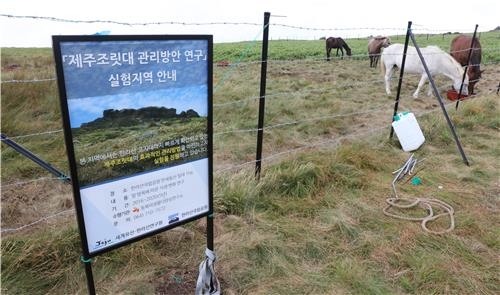 제주 조랑말이 한라산 오른 까닭은…"조릿대 제거" 특명2