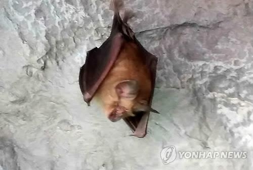 <주말 N 여행> 강원권: 폭염? 열대야?…동굴에 가면 '다른 세상 이야기랍니다' - 5