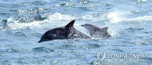 '제돌이' 고향 제주 "수족관 아닌 자연에서 돌고래 본다" - 7