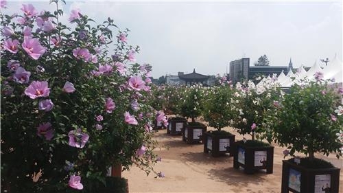 전국 무궁화 품평회서 충북도 금상 차지 - 2