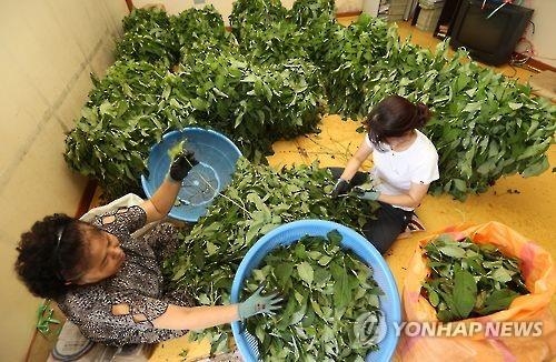 '설탕과의 전쟁 속'…당도 설탕 1천 배 '감로차' 주목 - 4