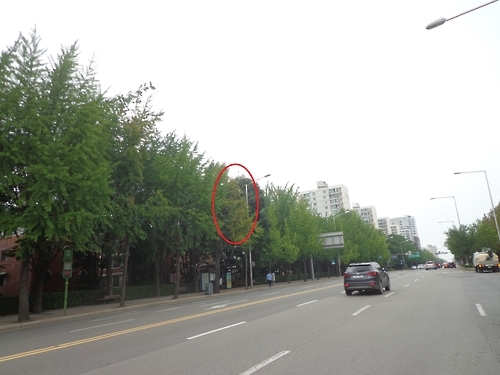 가로수 황화현상
