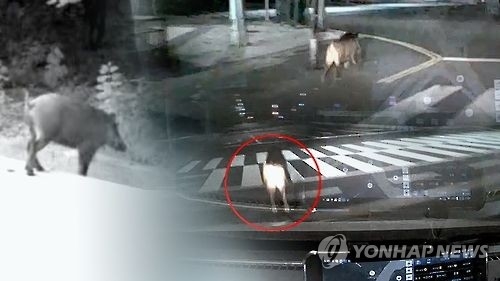 의정부 도심에 또 멧돼지 출현…한 마리 사살 - 1
