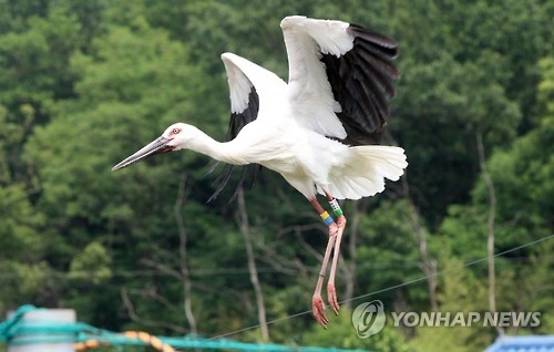 국내 멸종 황새 20년간 140마리 번식…황새복원센터 문 닫아(종합) - 1