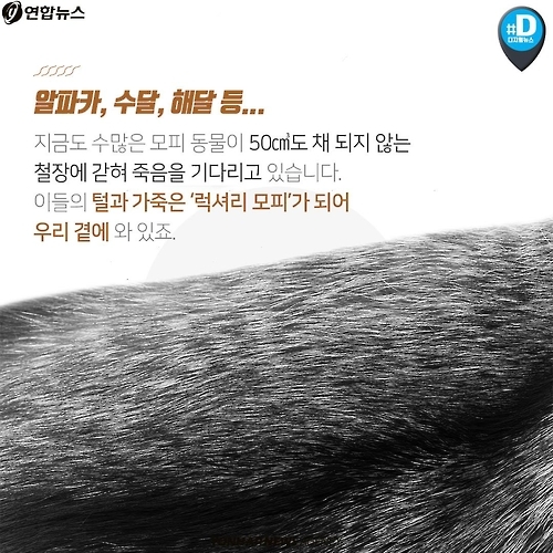 <카드뉴스> 우리가 따뜻해질수록 동물들은 웁니다 - 8