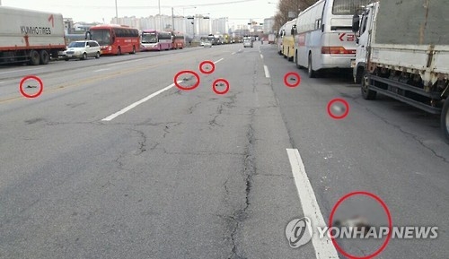 광주 비둘기 폐사 현장