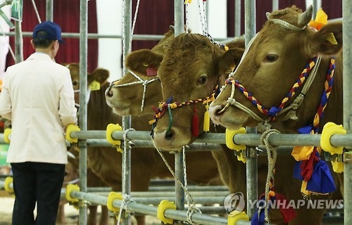 경기도, 올해 축산 예산 54% 증액…1천548억 편성 - 1