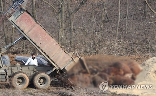 매몰되는 소.