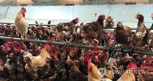 AI·구제역 매년 되풀이…'다닥다닥' 밀식사육이 문제 - 3