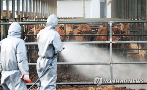 보은·정읍·연천 돌아 또 보은…전국 4번째 구제역 의심신고(종합2보) - 1