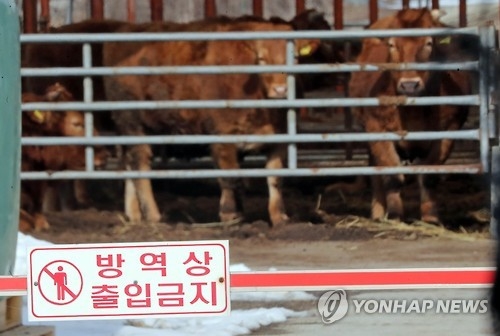 백신부족…구제역 발생 충북 소 4마리중 3마리 A형 '무방비' - 2