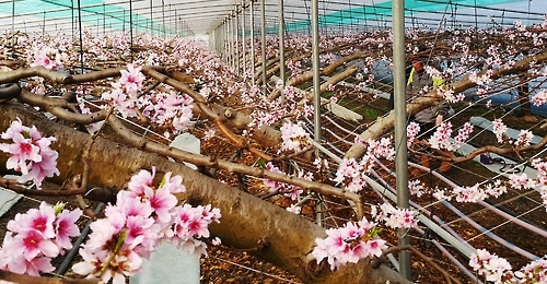 세종시 연동면 김기필 씨 시설 하우스에 복숭아꽃 봉오리가 활짝 벌어져 있다.