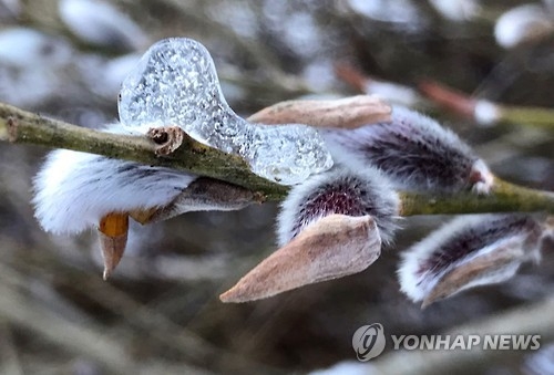충북 날씨 풀려 최고기온 5∼6도…오후부터 눈·비 - 1