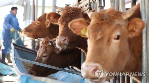 소 돌보는 농민