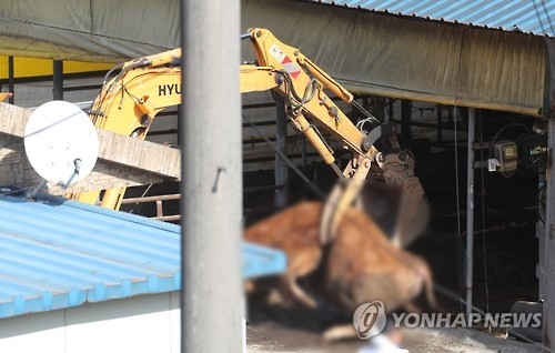 '구제역 폭탄' 보은 4개 농장 소 212마리 예방적 살처분 - 1