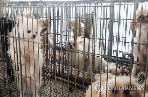 '강아지 공장'으로 불리는 반려견 번식장