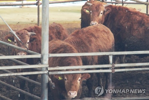충북 우제류 이동금지 오늘 해제…'구제역 진앙' 보은 제외 - 2