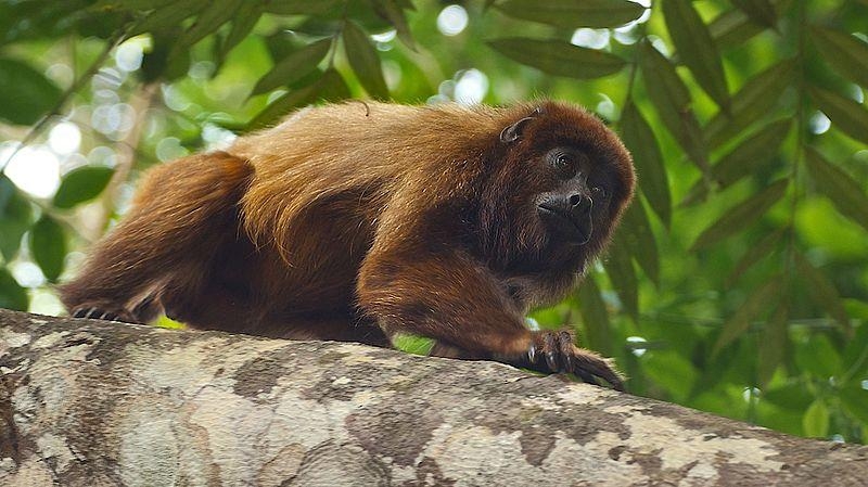 갈색고함원숭이 (자료사진)