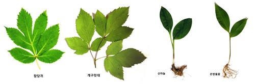 왼쪽부터 참당귀(식용)와 개구릿대(독초), 산마늘(식용)과 은방울꽃(독초)