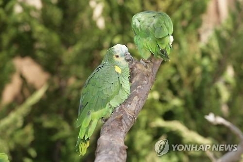 앵무새 부리는 강하며 갈고랑이처럼 밑으로 굽어져 있고 깃 빛깔은화려하다[연합뉴