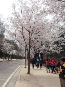 인천대공원 벚꽃