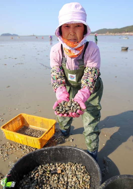 태안반도 바지락 본격 수확