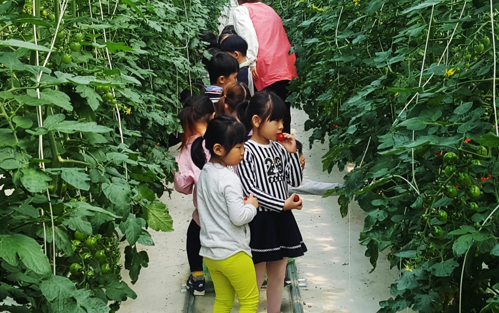 딸기 따기 체험
