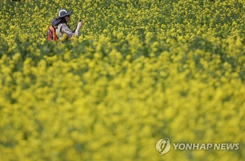 만개한 유채꽃서 '찰칵'
