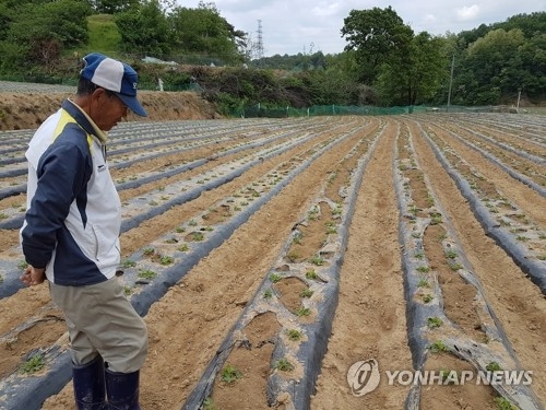 엉망 된 땅콩밭