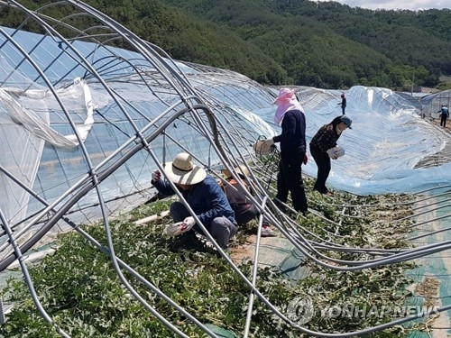 우박 피해농가 일손돕기